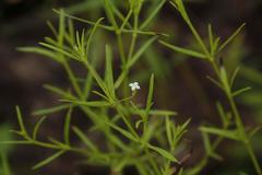 Oldenlandia herbacea